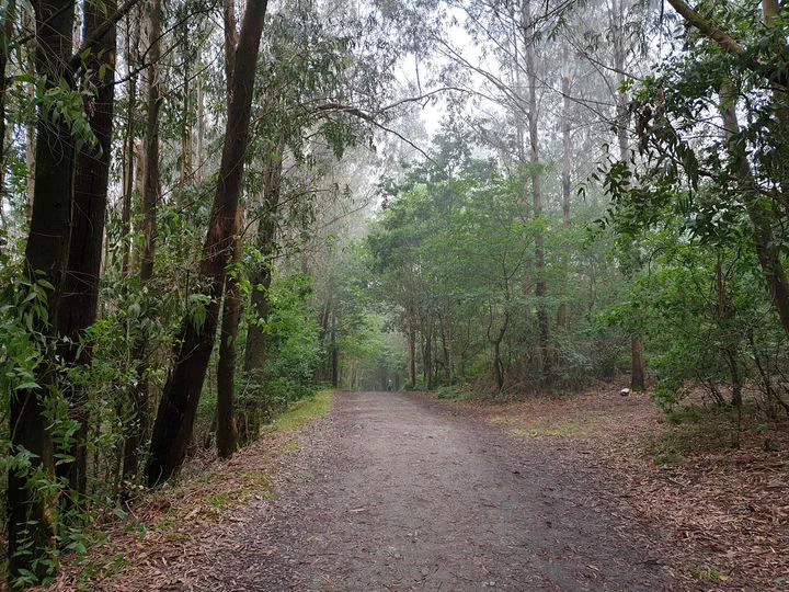 The Forest Spirits